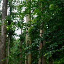 「SATOYAMA TERRACE」は自然と調和した施設なので、心身ともにリフレッシュ