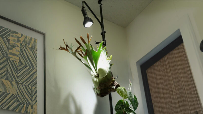 こんなオシャレな室内鑑賞用植物のポールハンガーって、今までなかった！しかも緑がグングン育つって話らしいです！