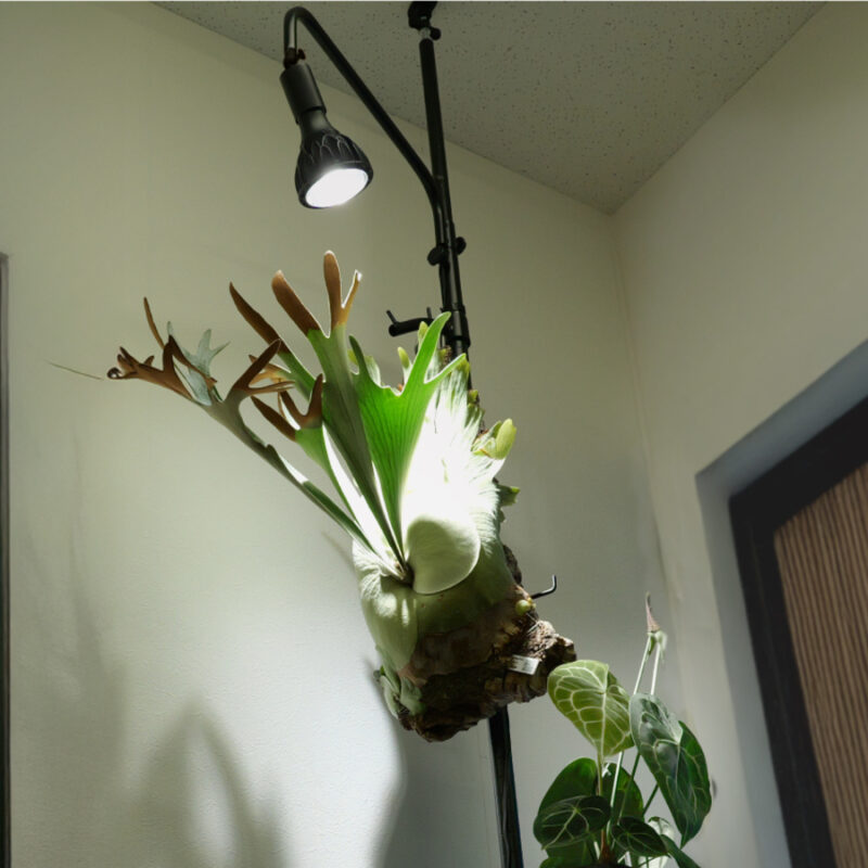 こんなオシャレな室内鑑賞用植物のポールハンガーって、今までなかった！しかも緑がグングン育つって話らしいです！