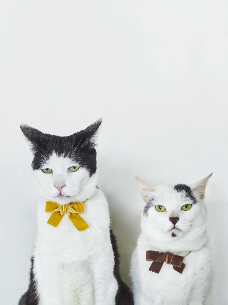 【漫画試し読み】表情豊かな2匹の猫の写真漫画「白黒猫のパンチョとガバチョ」！