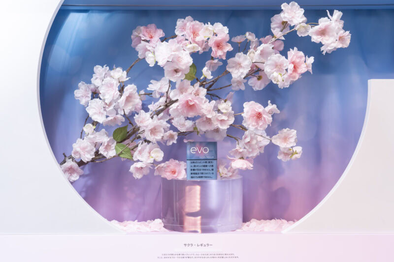 プルーム史上初の新銘柄投票キャンペーンにより、「エボ・サクラ・レギュラー」の全国発売が決定！